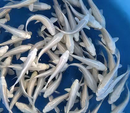 Platinum Grade A Koi Carp Cyprinus Carpio - Real Aquatics