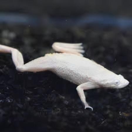 Platinum African Dwarf Frog Hymenochirus Boettgeri 3cm - Real Aquatics