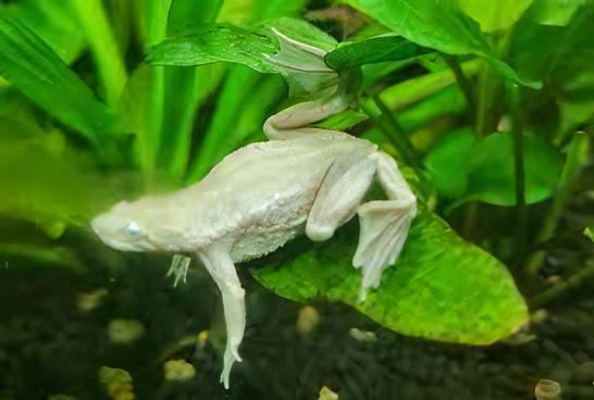 Platinum African Dwarf Frog Hymenochirus Boettgeri 3cm - Real Aquatics