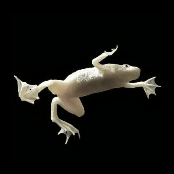 Platinum African Dwarf Frog Hymenochirus Boettgeri 3cm - Real Aquatics