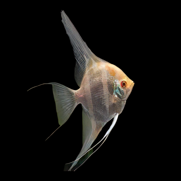 Platinum Altum Angelfish Pterophyllum 4cm - Real Aquatics