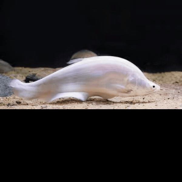 Platinum Clown Knife Fish Chitala Blanci 15cm - Real Aquatics