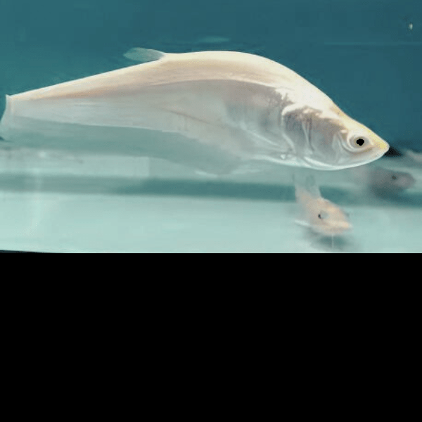 Platinum Clown Knife Fish Chitala Blanci 15cm - Real Aquatics