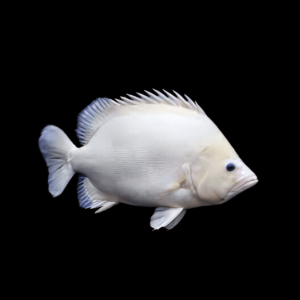 Platinum Datnoid 10cm - Real Aquatics