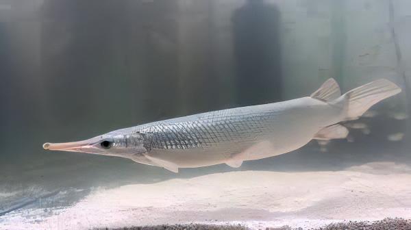 Platinum Florida Spotted Gar Lepisosteus Platyrhincus 15cm - Real Aquatics