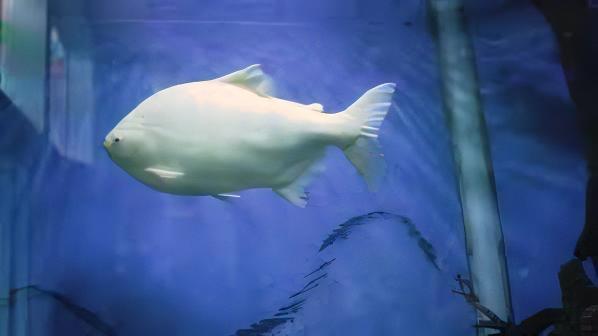 Platinum Pacu Albino Piaractus Brachypomus 5cm - Real Aquatics