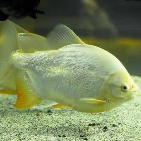 Platinum Pacu Albino Piaractus Brachypomus 5cm - Real Aquatics