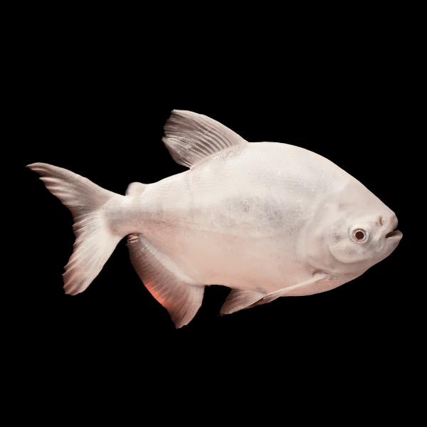 Platinum Pacu Albino Piaractus Brachypomus 5cm - Real Aquatics