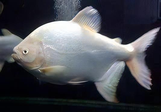 Platinum Pacu Albino Piaractus Brachypomus 5cm - Real Aquatics