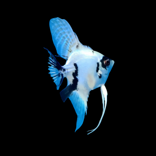 Platinum Panda Angelfish Pterophyllum Scalare - 5cm - Real Aquatics