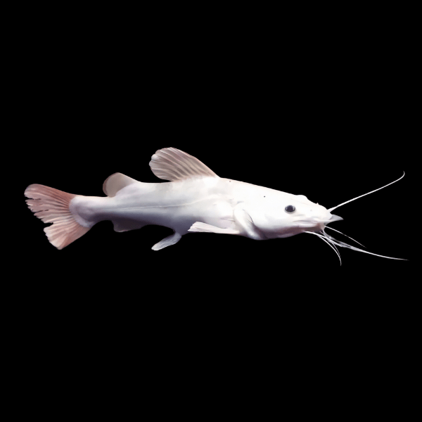 Platinum Red Tailed Catfish Phractocephalus Hemioliopterus 10cm - Real Aquatics