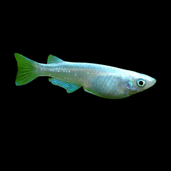 Platinum Rice Fish Oryzias Latipes - 3cm - Real Aquatics