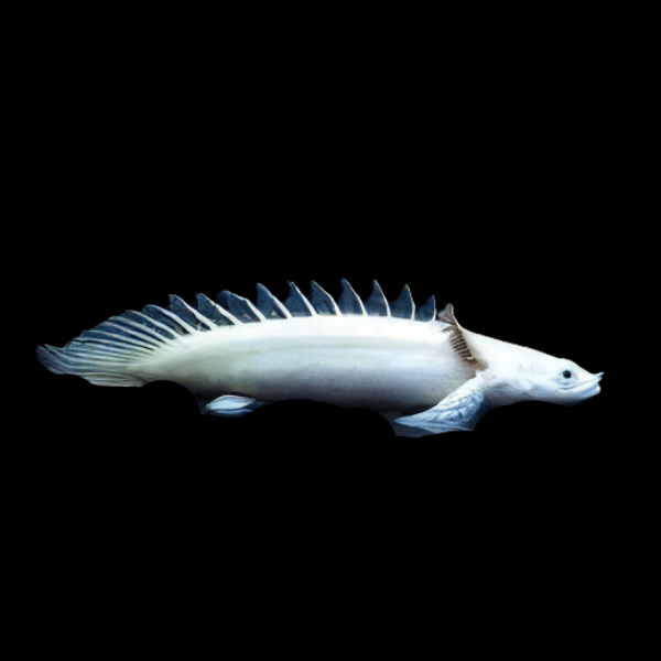 Platinum Saddled Endlicheri Bichir Polypterus Endlicheri Endlicheri 10cm - Real Aquatics