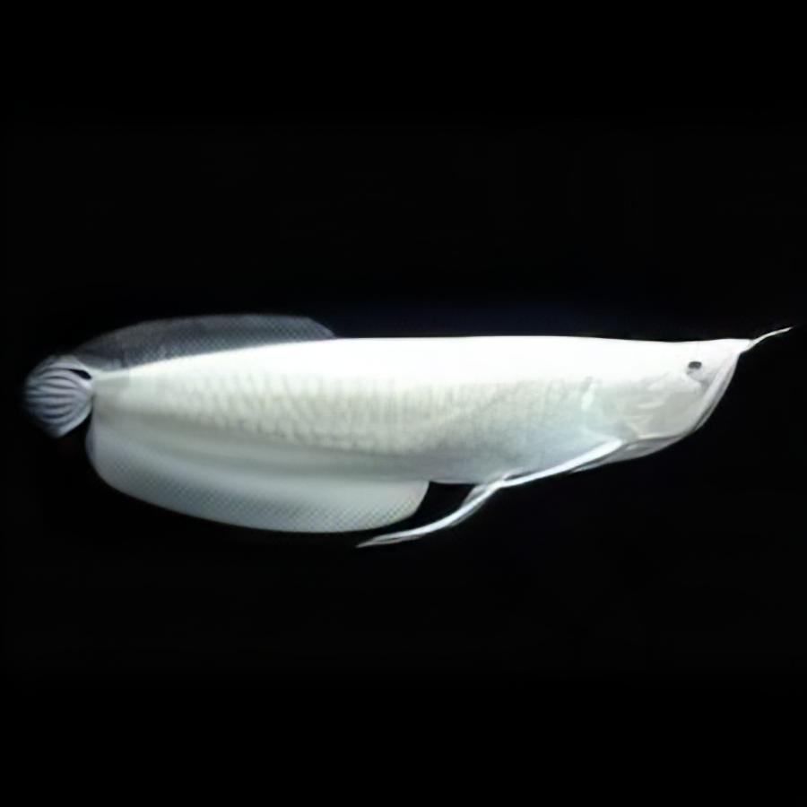 Platinum Silver Arowana Osteoglossum Bicirrhosum 40cm - Real Aquatics