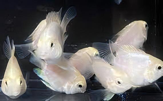 Platinum Snow White Parrot Fish Amatitlania x Cichlasoma Nigrofasciatus 4cm - Real Aquatics