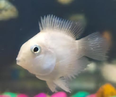 Platinum Snow White Parrot Fish Amatitlania x Cichlasoma Nigrofasciatus 4cm - Real Aquatics