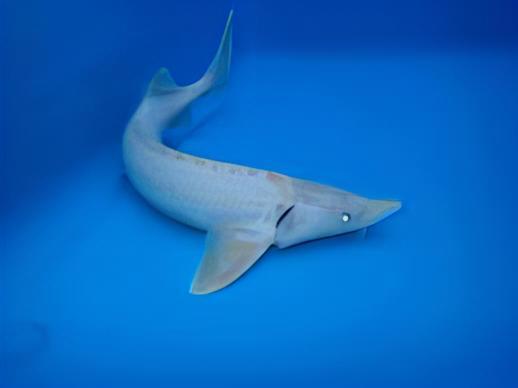 Platinum Sterlet Acipenser Ruthenus 20cm - Real Aquatics