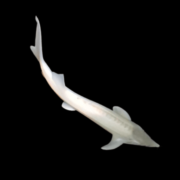 Platinum Sterlet Acipenser Ruthenus 20cm - Real Aquatics