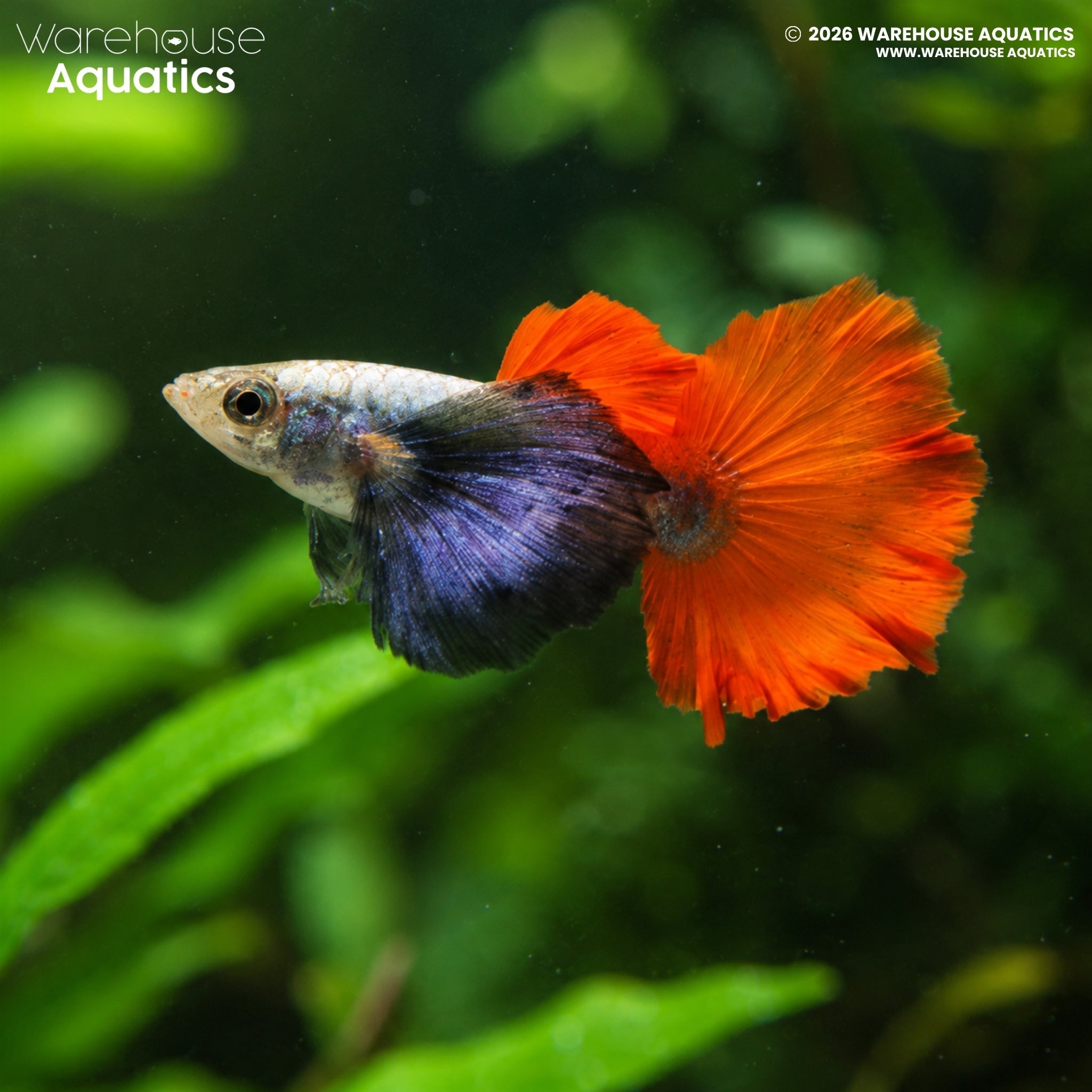 Platinum Red Tail Elephant Ear Guppy (Poecilia reticulata)