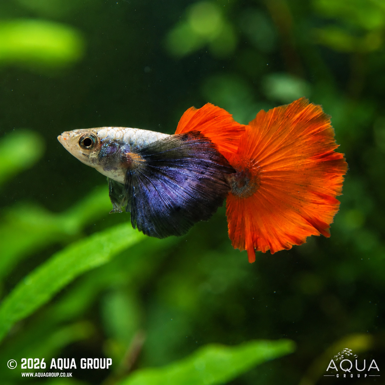 Platinum Red Tail Elephant Ear Guppy