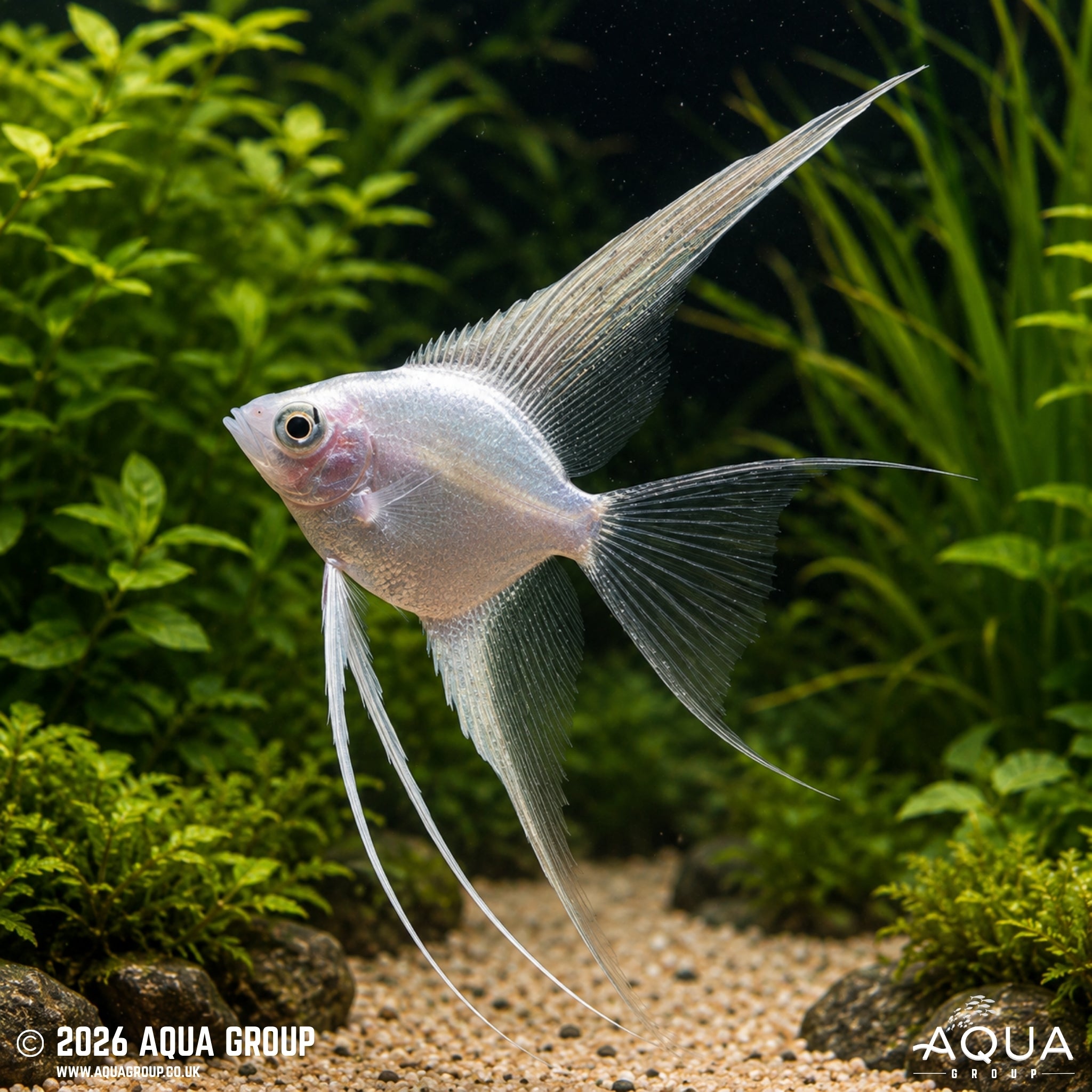 Platinum Veil Tail Angelfish (Pterophyllum scalare)