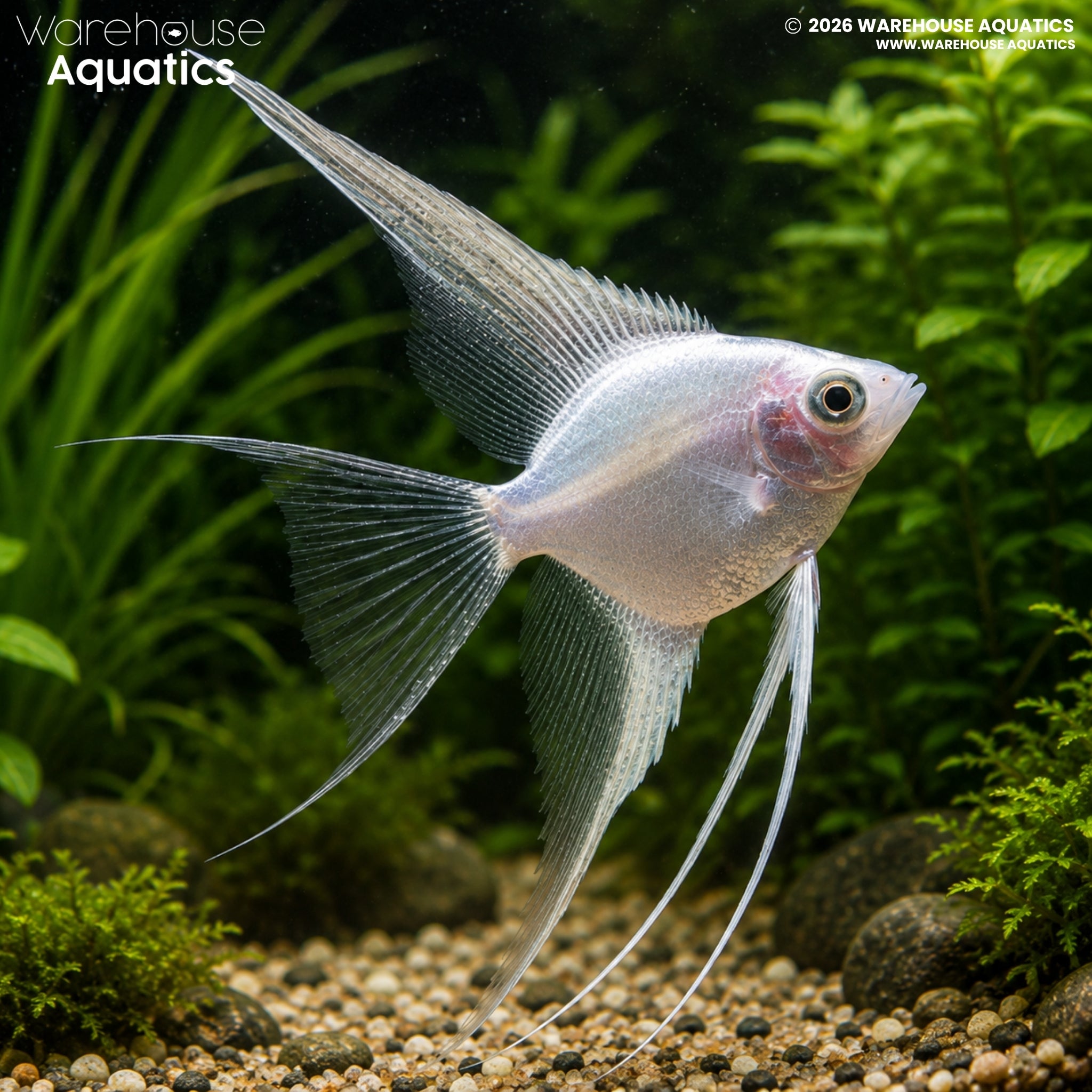 Platinum Veil Tail Angelfish (Pterophyllum scalare)