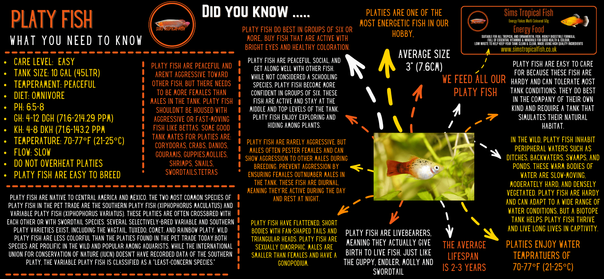 Assorted Hi Fin Platy Xiphophorus Maculatus 3cm - Real Aquatics