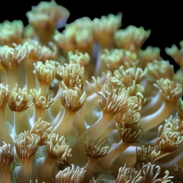 Pom Pom Long Tenticle Hard Coral Goniopora Sp - Real Aquatics