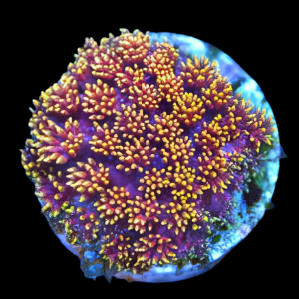 Pom Pom Short Tenticle Hard Coral Goniopora Sp - Real Aquatics