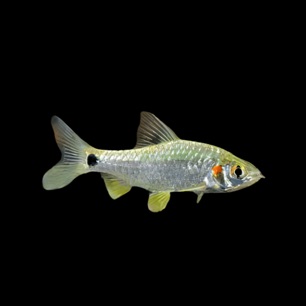 Pool Spotfin Swamp Puntius Sophore 4cm - Real Aquatics