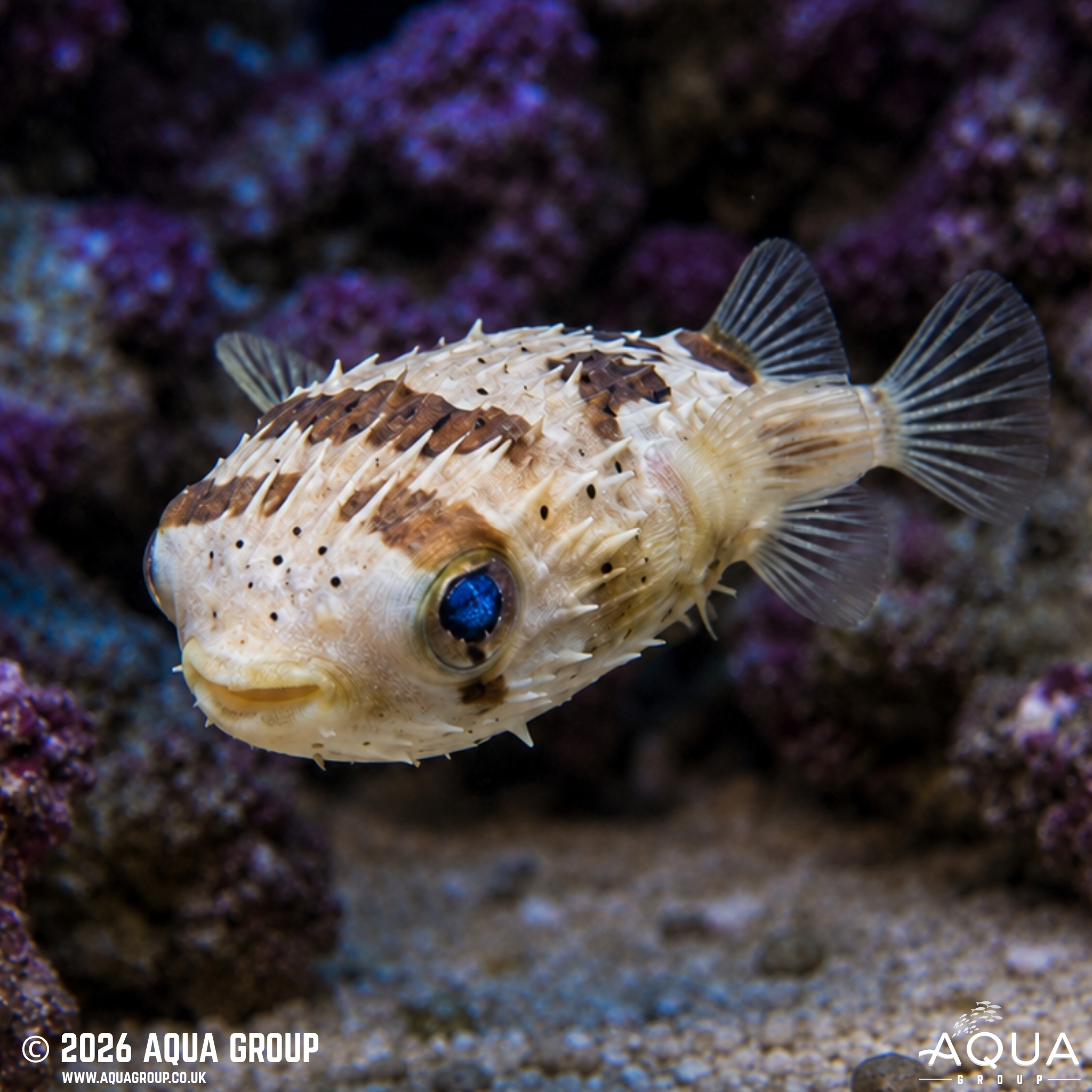 Porcupine Puffer (Diodon holocanthus)