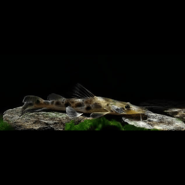 Porthole Shovelnose Catfish Hemisorubim Platyrhynchos 8cm - Real Aquatics