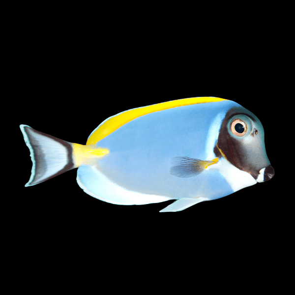 Powder Blue Tang Acanthurus Leucosternon - Real Aquatics