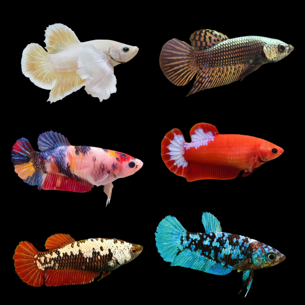 Premium Betta Assorted Female 3cm - Real Aquatics