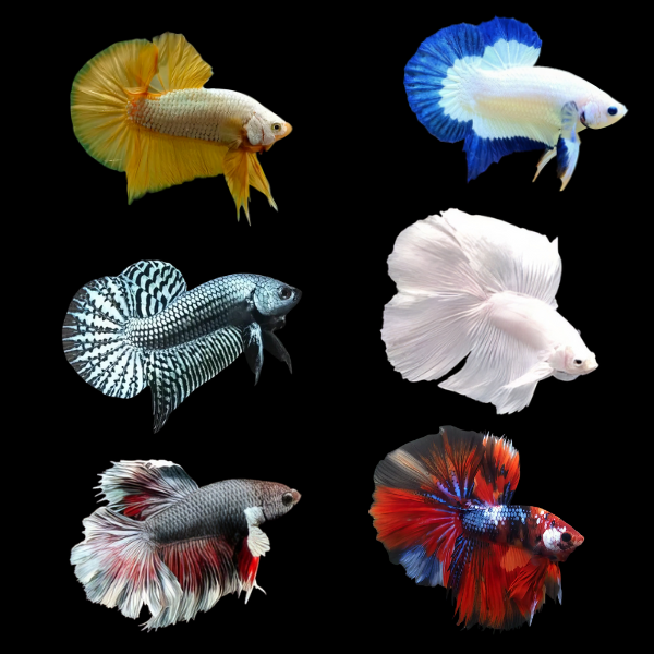 Premium Betta Assorted Male 3cm - Real Aquatics