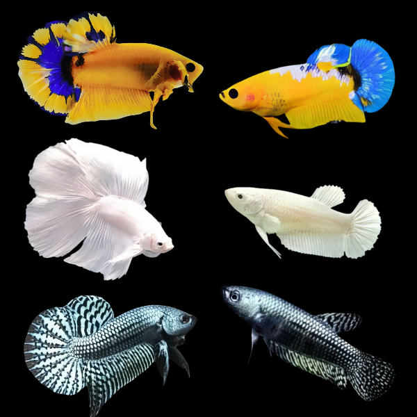 Premium Betta Assorted Pair's Male & Female 3cm - Real Aquatics