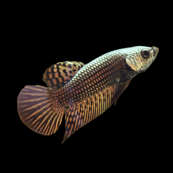 Premium Betta Female Alien Copper 3cm - Real Aquatics