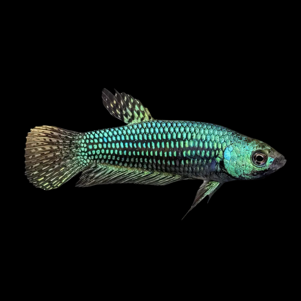 Premium Betta Female Alien Green 3cm - Real Aquatics