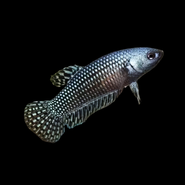 Premium Betta Female Alien Metallic 3cm - Real Aquatics