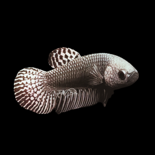 Premium Betta Female Alien Silver 3cm - Real Aquatics