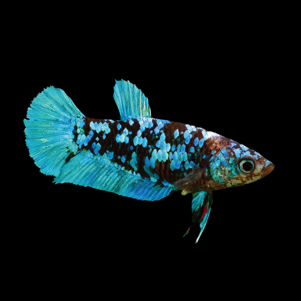 Premium Betta Female Avatar Blue Base 3cm - Real Aquatics