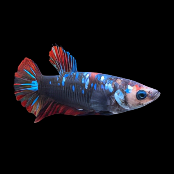 Premium Betta Female Avatar Galaxy 3cm - Real Aquatics
