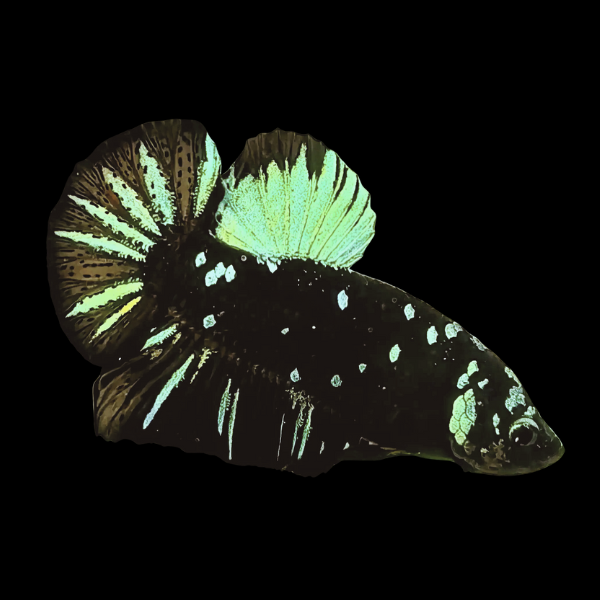 Premium Betta Female Avatar Green Base 3cm - Real Aquatics