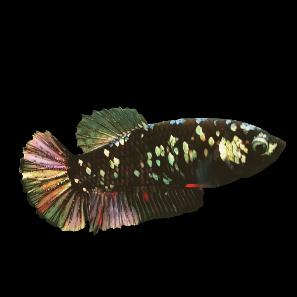 Premium Betta Female Avatar Metallic Base 3cm - Real Aquatics