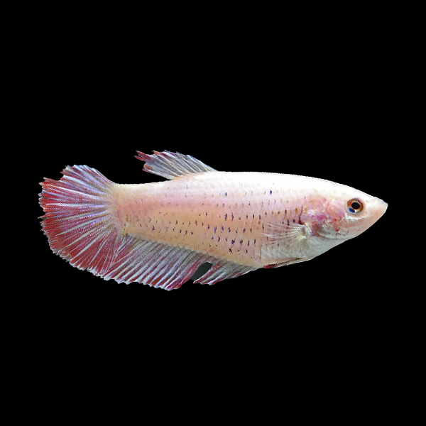 Premium Betta Female Avatar Pink Base 3cm - Real Aquatics