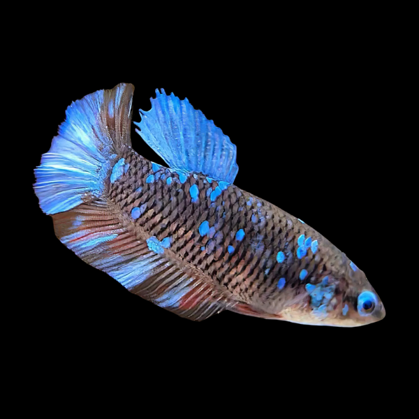 Premium Betta Female Avatar Silver Base 3cm - Real Aquatics