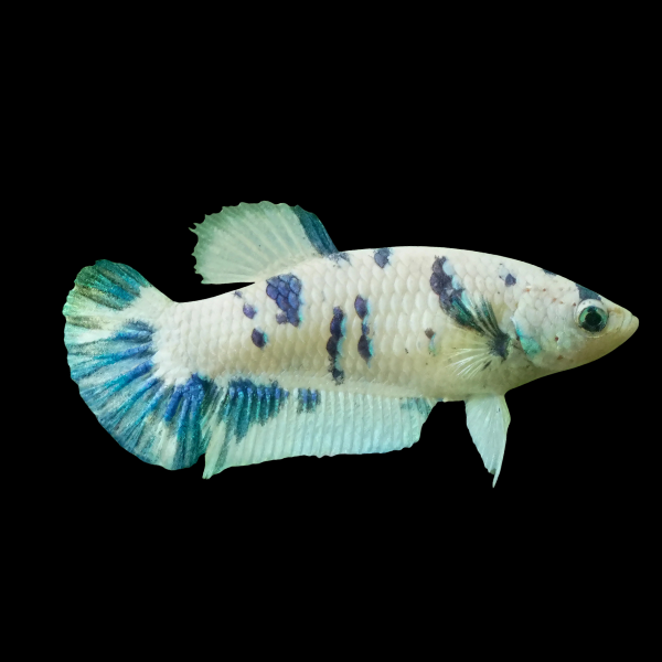 Premium Betta Female Avatar White Base 3cm - Real Aquatics