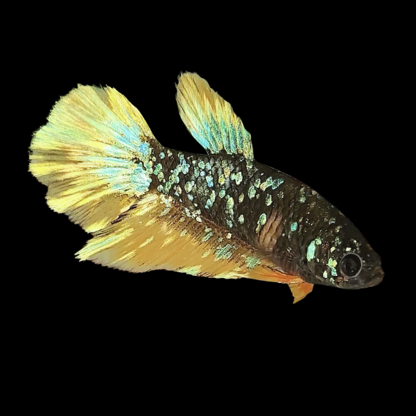Premium Betta Female Avatar Yellow Base 3cm - Real Aquatics