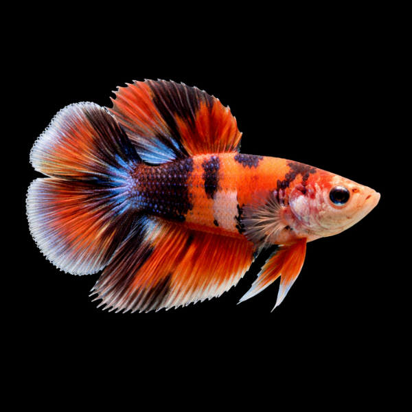 Premium Betta Female Double Tail Nemo 3cm - Real Aquatics