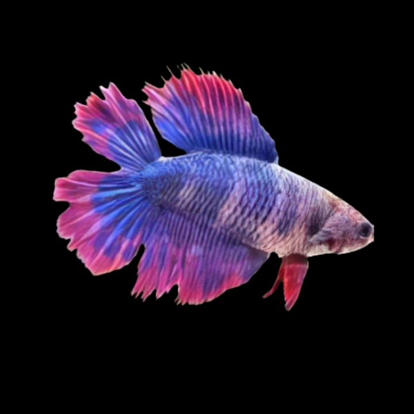 Premium Betta Male Double Tail Purple Based 3cm - Real Aquatics